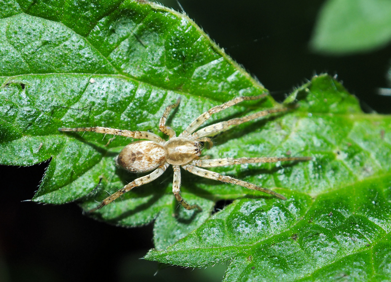 Blonde Spinne