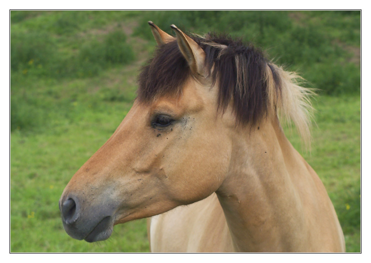 Blonde Strähnchen?