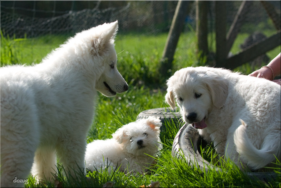 Blonde unter sich ....