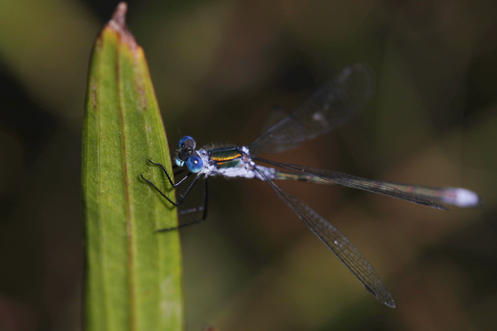 Blonde with Blue Eyes - Dragonfly Macro