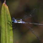 Blonde with Blue Eyes - Dragonfly Macro