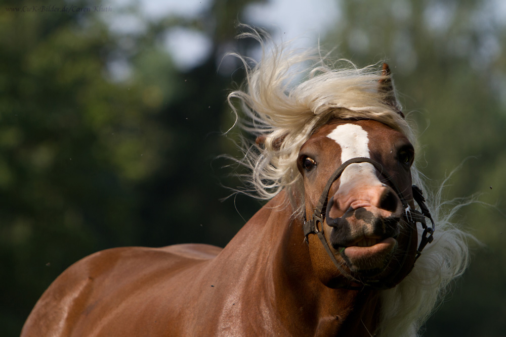 blonder Jüngling