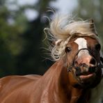 blonder Jüngling