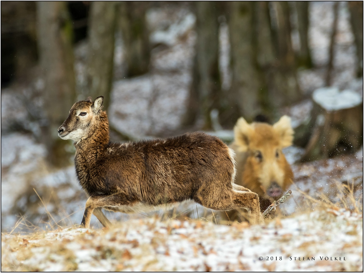 Blondes Wildschwein verjagt Muffelschaf