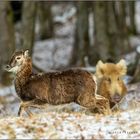 Blondes Wildschwein verjagt Muffelschaf