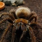 Blondi - Was guckstn so? - aufgenommen Reptilen Ausstellung Wolfsburg