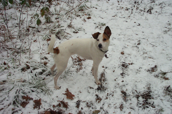 Blondie im Schnee