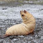 Blondie im Schneegestöber