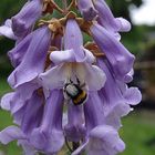 Blondierte Hummel