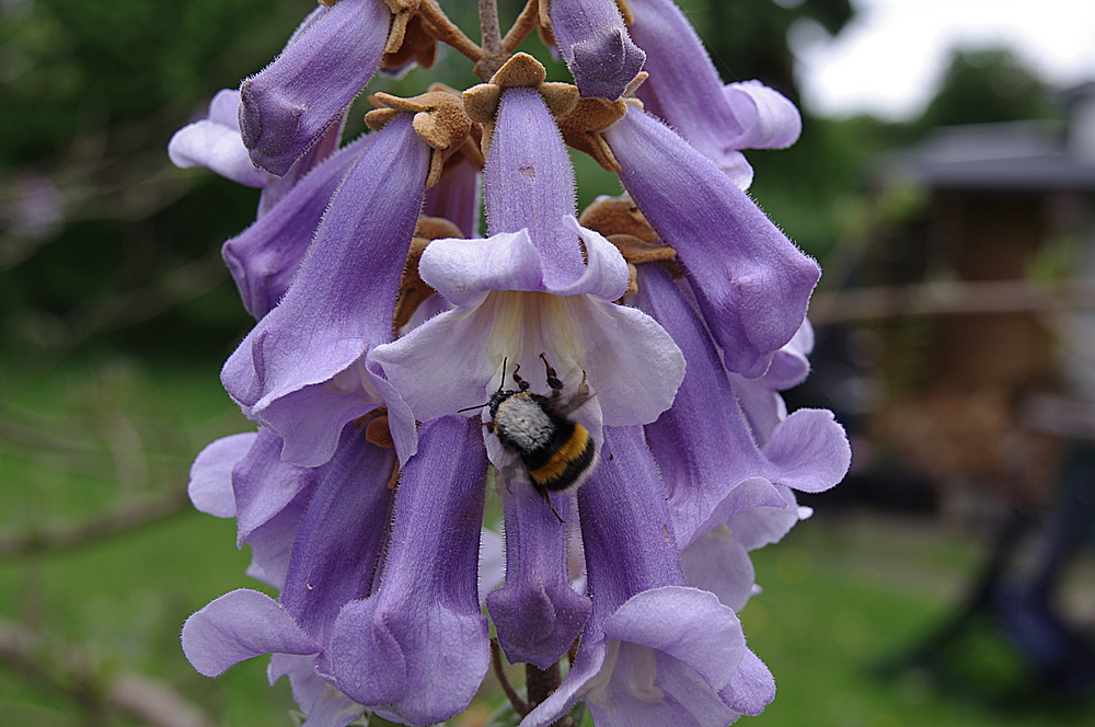 Blondierte Hummel