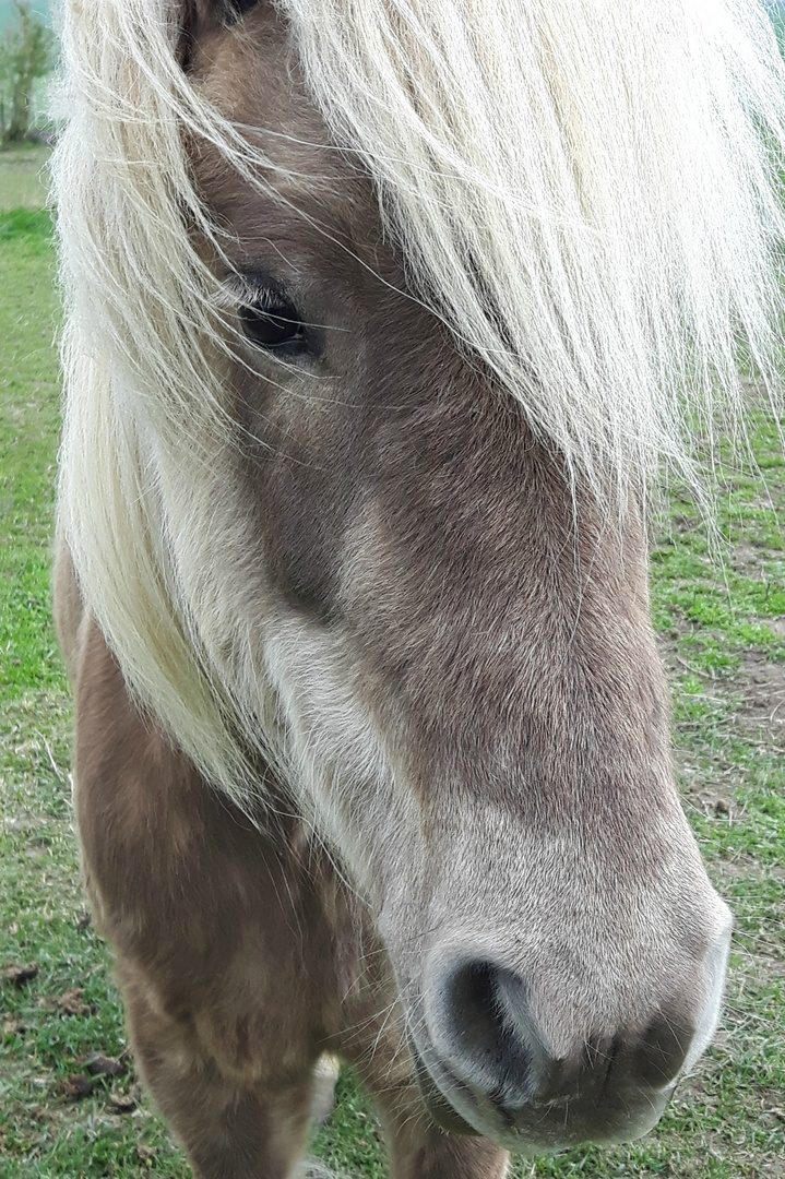 Blondine