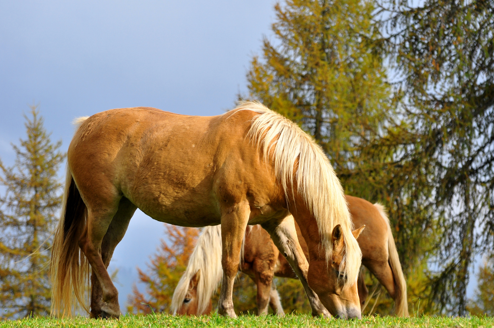 Blondinen am Tschöggelberg