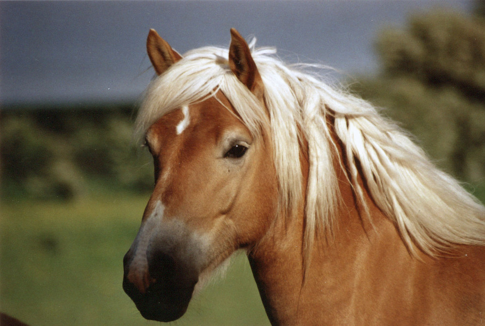 Blondinen bevorzugt