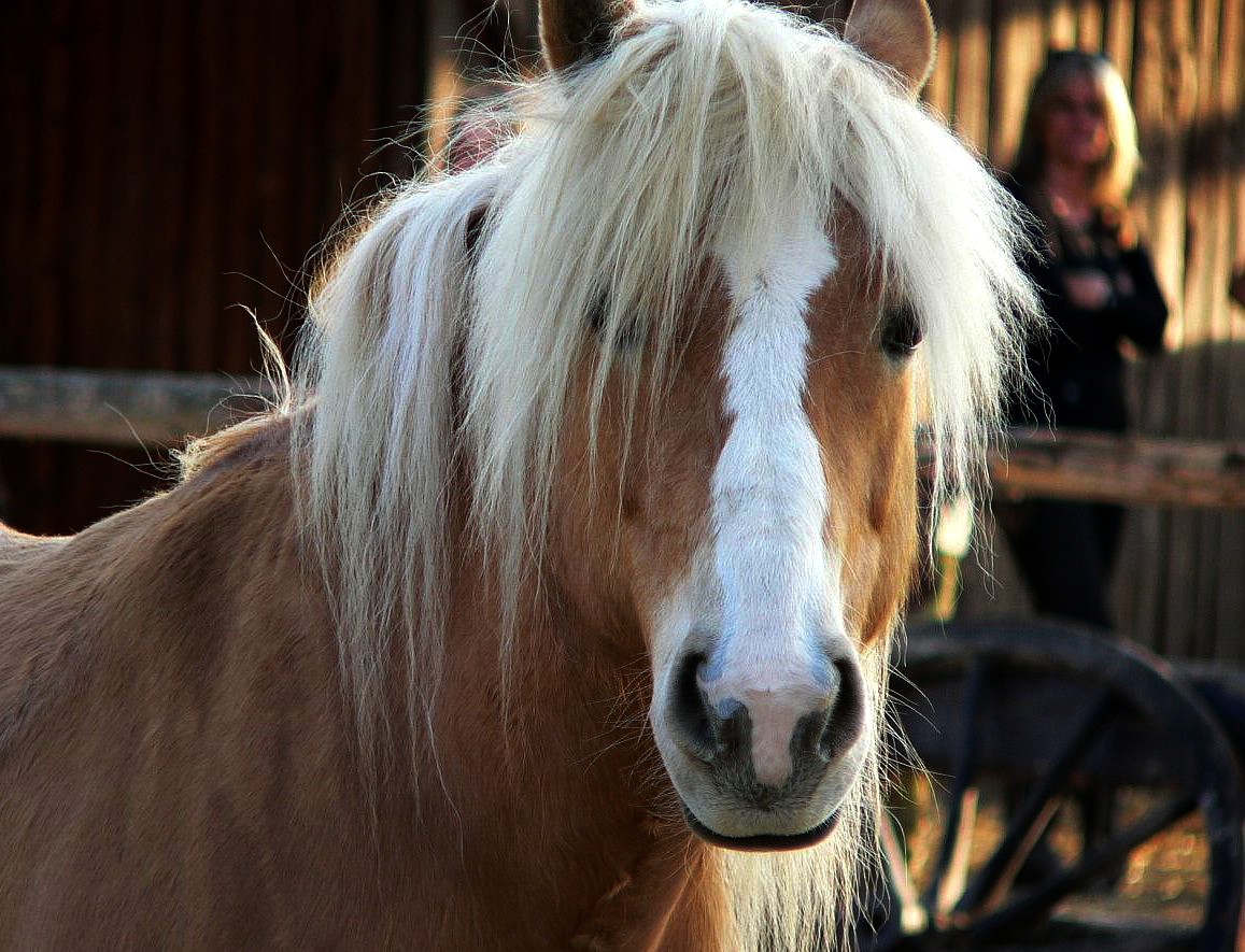 Blondinen