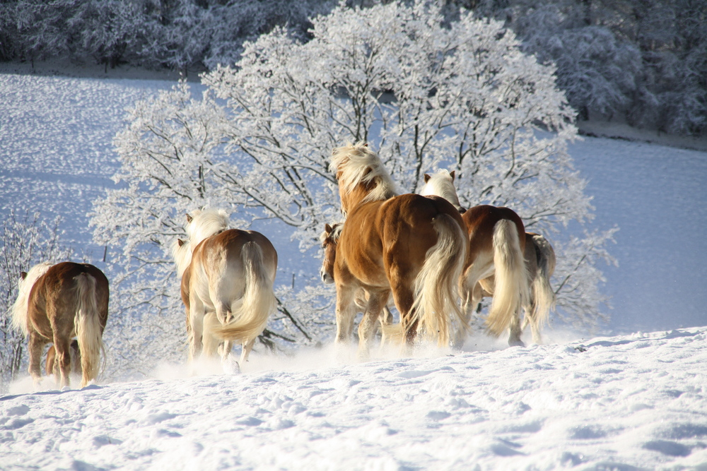 Blondis im Schnee