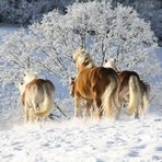 Blondis im Schnee