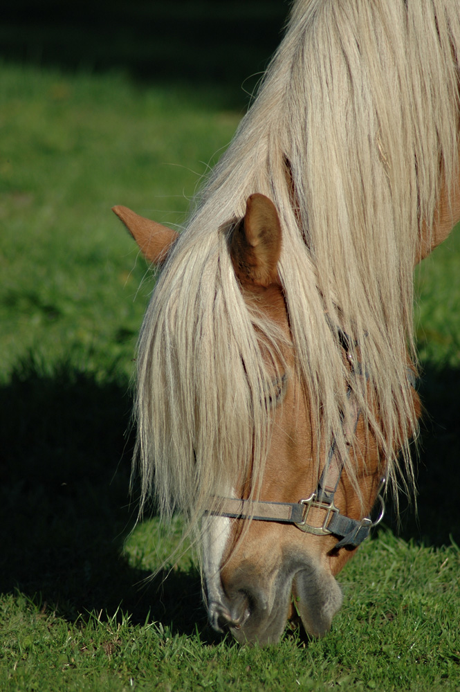 Blondschopf