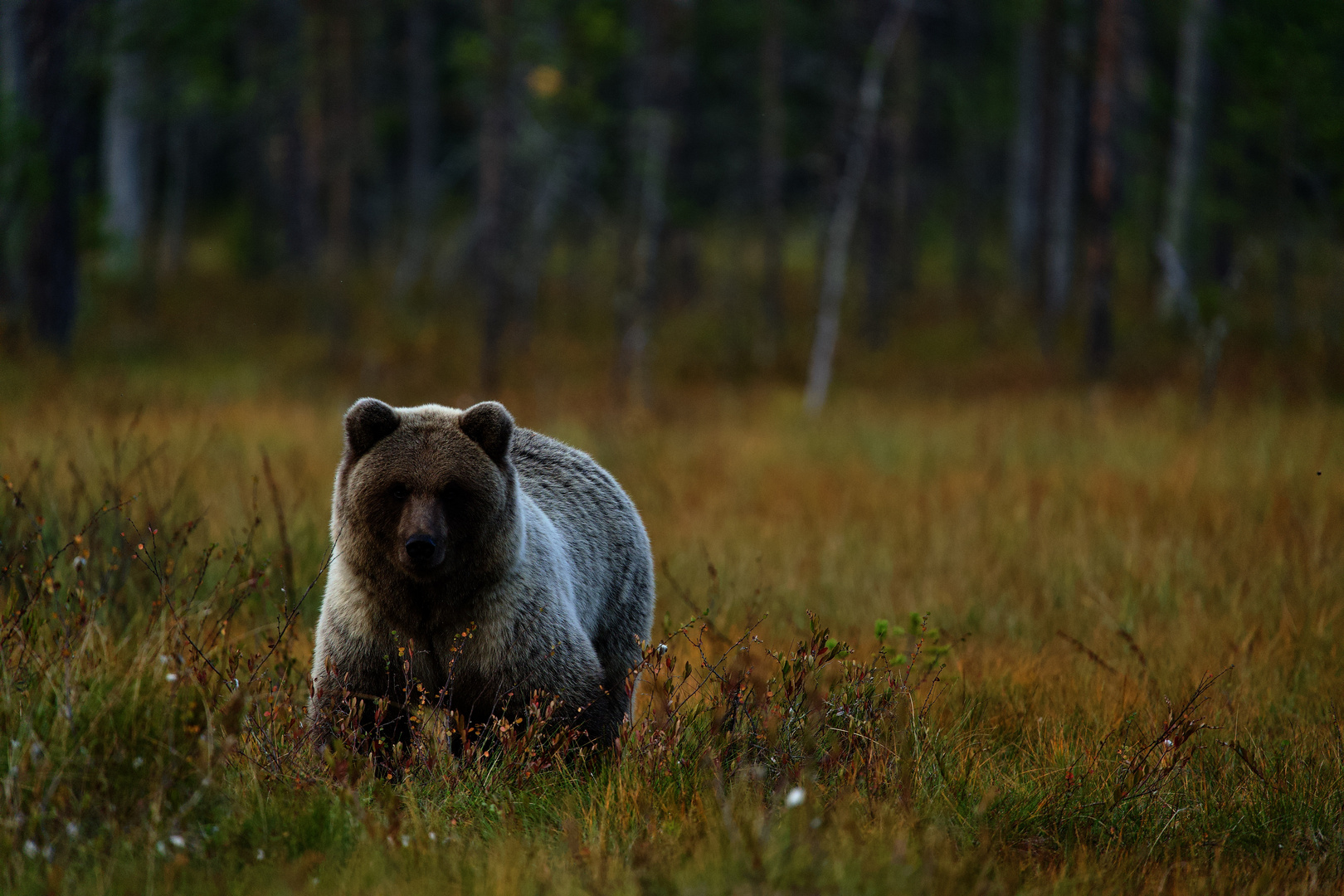 Blondy Braunbär