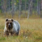 Blondy Braunbär