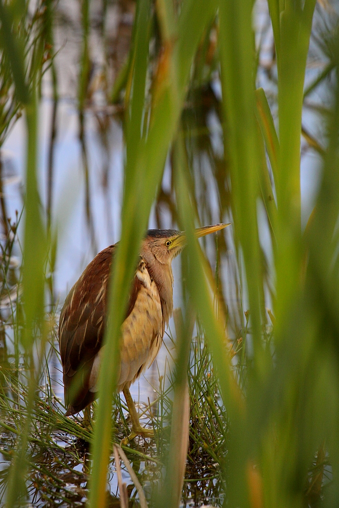 Blongios Nain (Ixobrychus minutus)