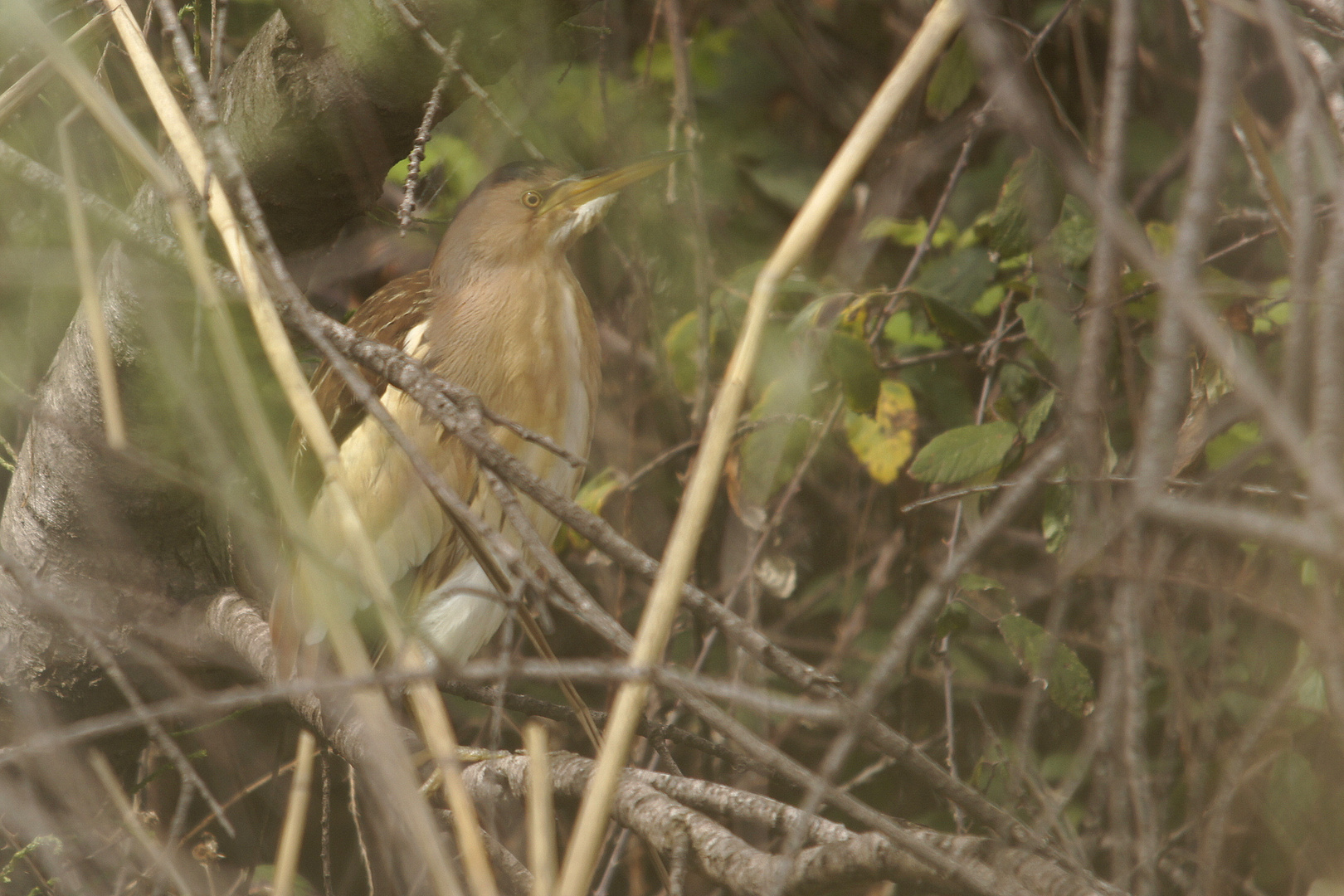 Blongios nain - Ixobrychus Minutus