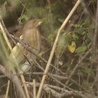 Blongios nain - Ixobrychus Minutus