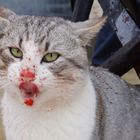 Blood Cat