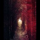 Blood Forest