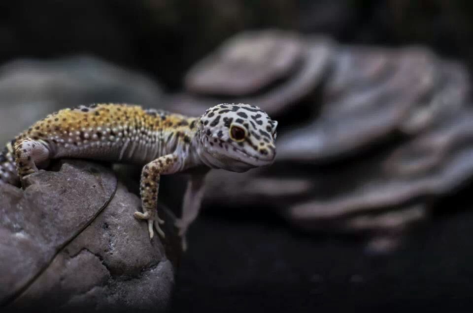 Blood mon Gecko leopard