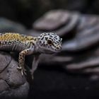 Blood mon Gecko leopard