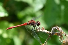 Blood red