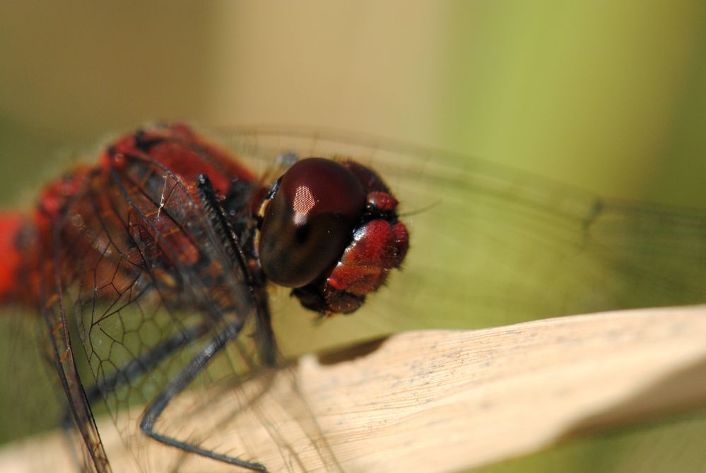 ~ Blood-Red Mansion Guard ~ (Sympetrum sanguineum, m)