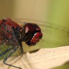 ~ Blood-Red Mansion Guard ~ (Sympetrum sanguineum, m)