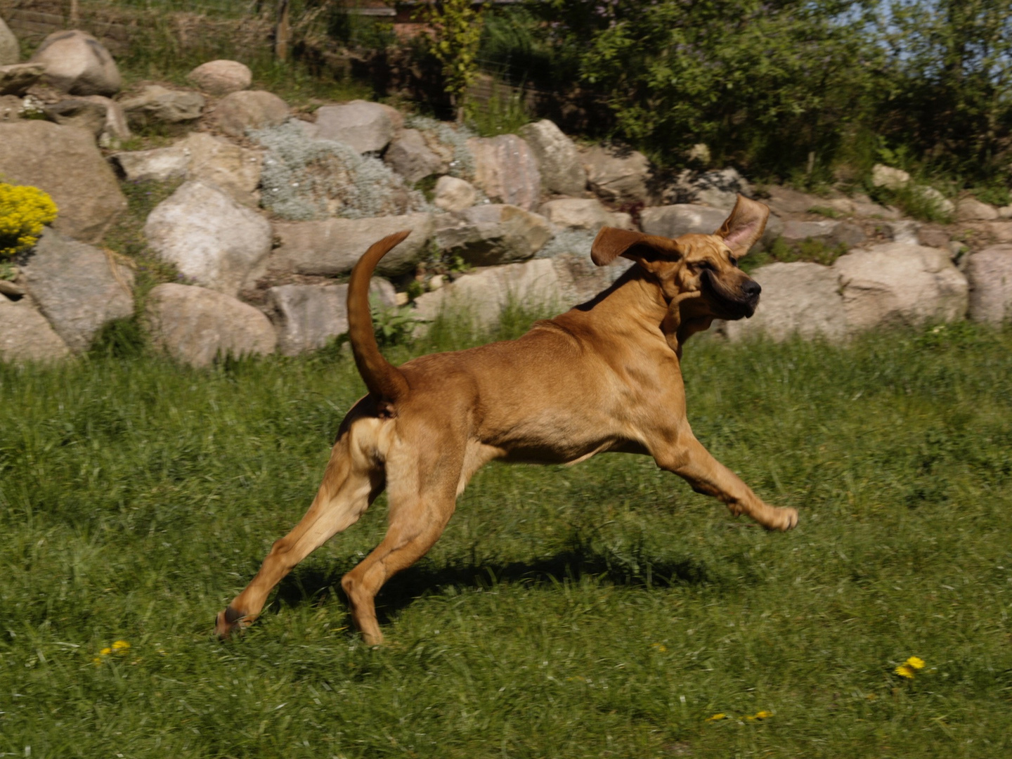 Bloodhound takes off