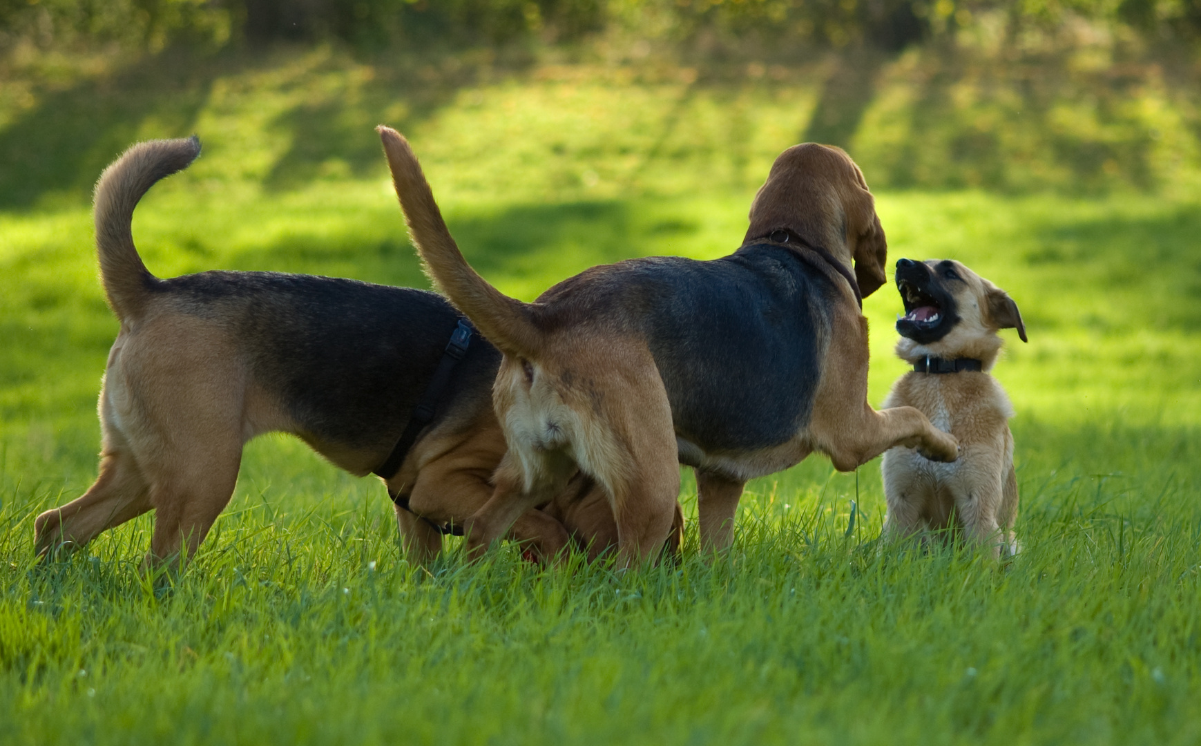 Bloodhound Training