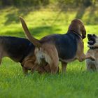 Bloodhound Training