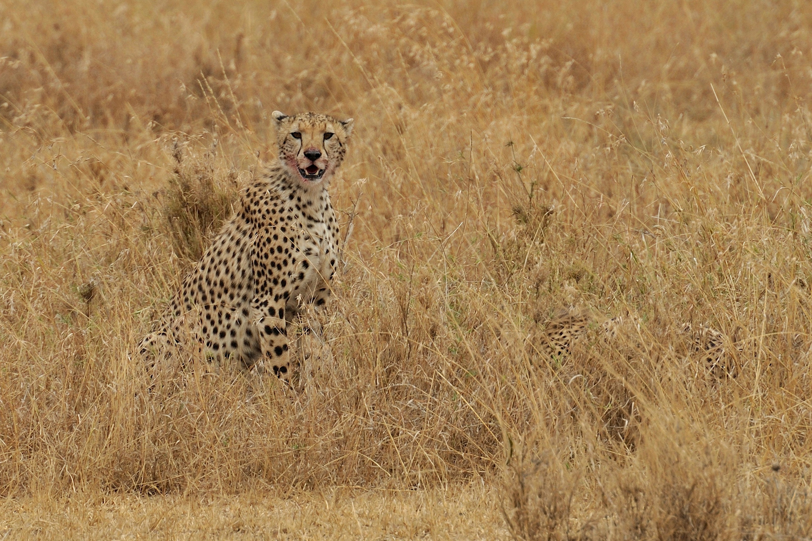 Bloodied Cheetah