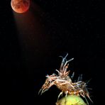 bloodmoonstruck - lunar eclipse
