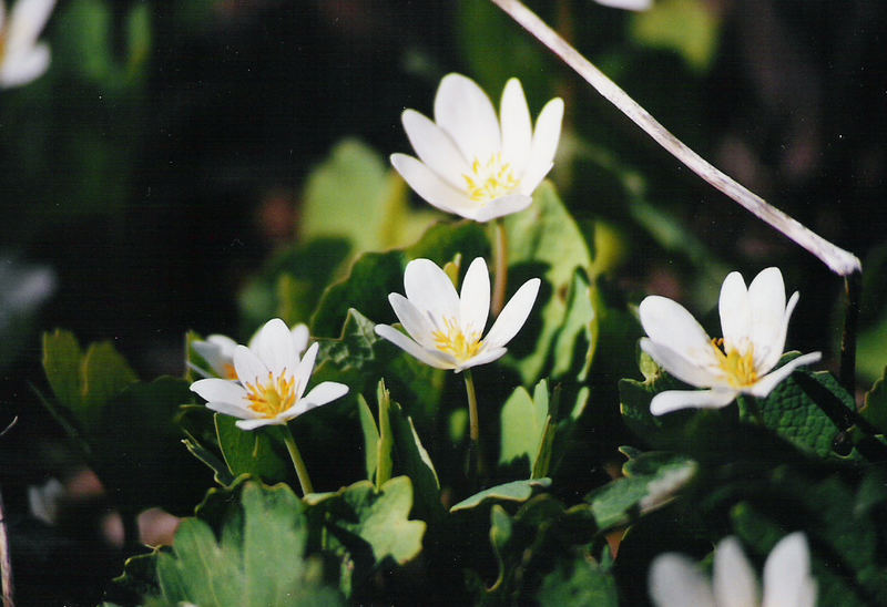 Bloodroot