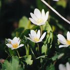 Bloodroot