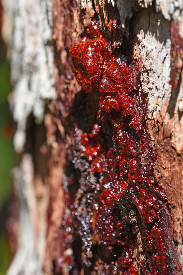 "Bloodwood Tree" ...