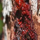 "Bloodwood Tree" ...