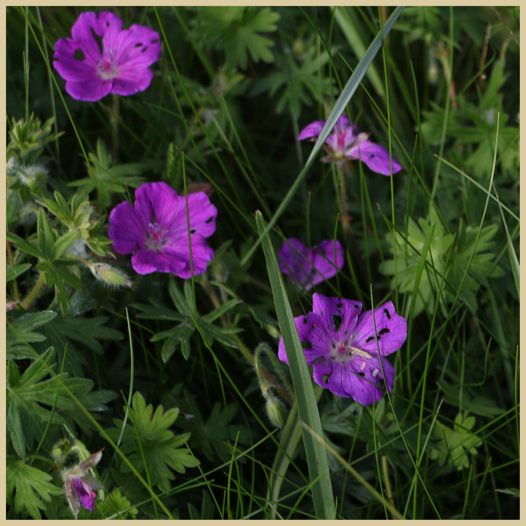 bloody cranesbill 10