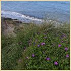 bloody cranesbill 16