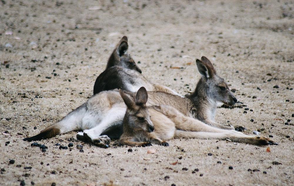 Bloody Roos