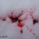 Bloody Snow