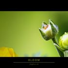 Bloom