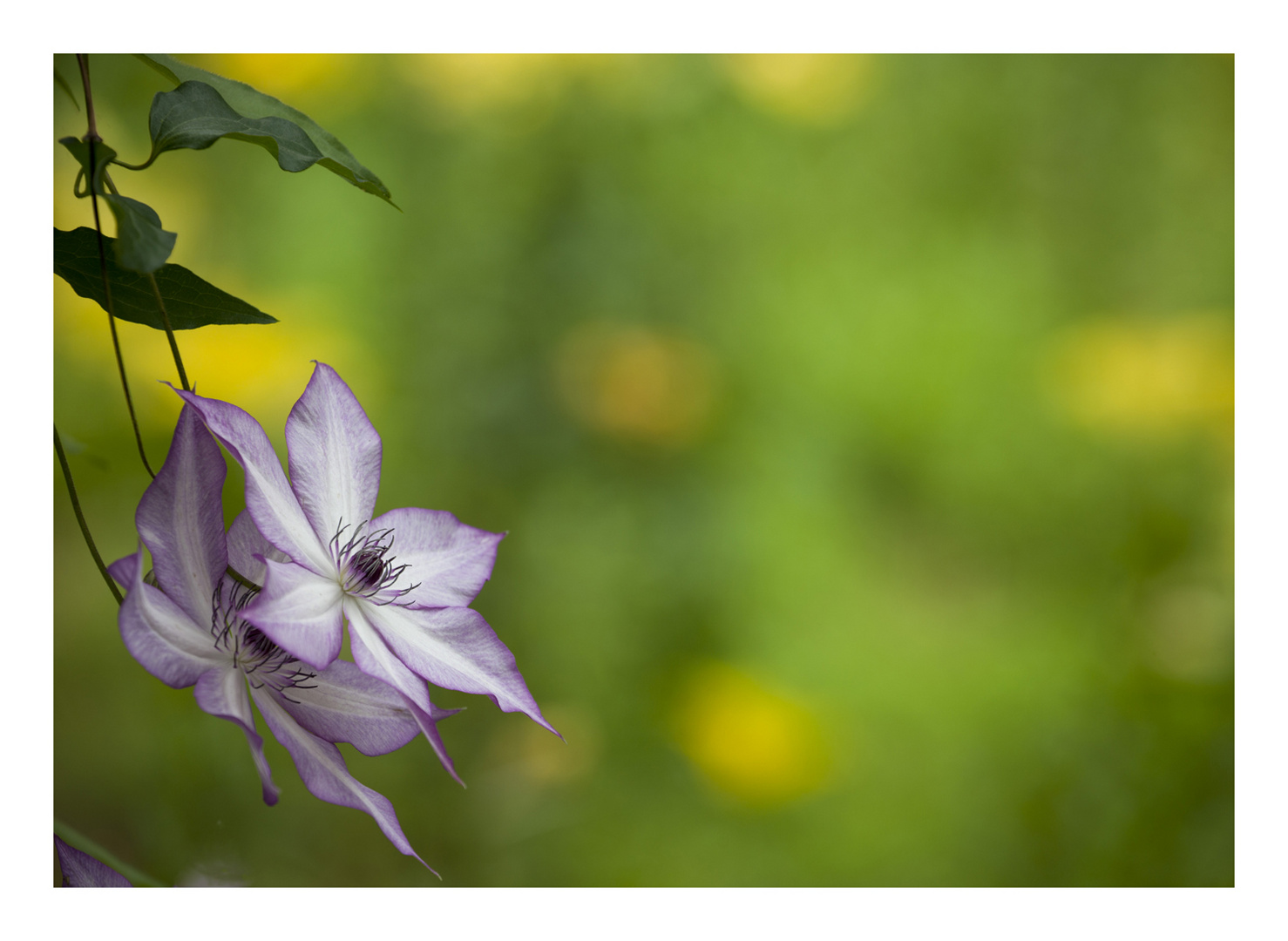 Bloom in the shade-2