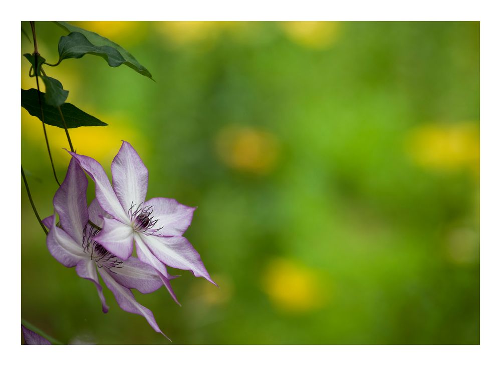 Bloom in the shade-2