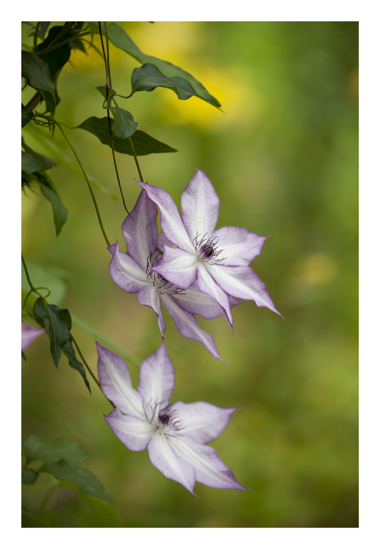 Bloom in the shade